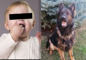 Pes Majk vyčuchal v Hodoníně ztracenou dvouletou holčičku.