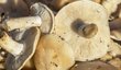 Májovky patří mezi nejchutnější houby.