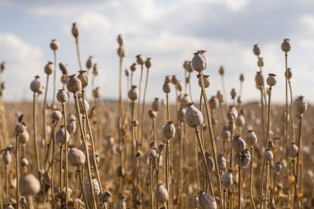 Opium se vytváří z máku setého.