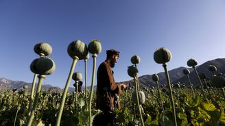 Černá můra pro výrobce opia. Produkce máku v Afghánistánu se propadla o 95 procent