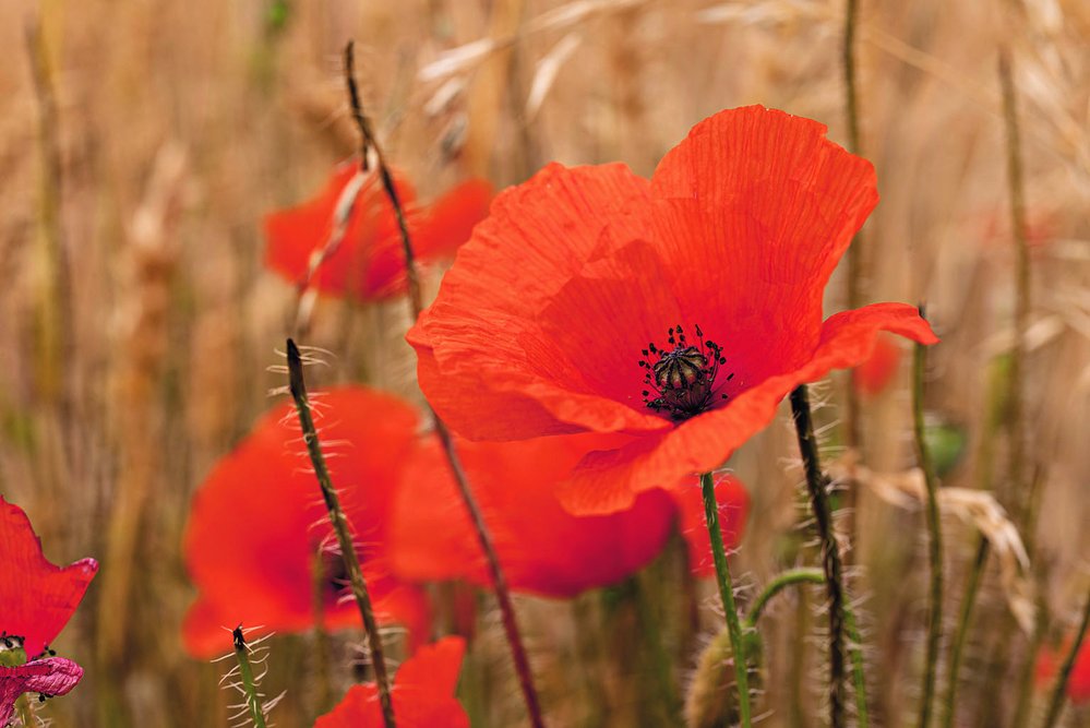 Mák vlčí (Papaver rhoeas) využívali jako léčivku i naši předkové