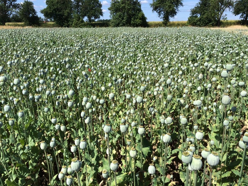 Opium se vytváří z máku setého.