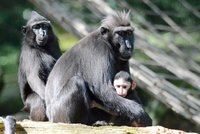 Po Děčíně běhal nebezpečný makak: Už je zpět ve výběhu