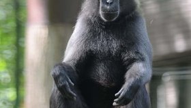 Děčínská zoo shání ořechy pro zvířata, prosí o pomoc veřejnost.