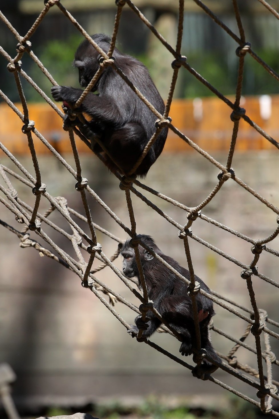 Makak chocholatý v děčínské zoo.