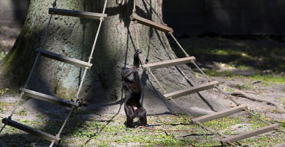 Makak chocholatý v děčínské zoo.
