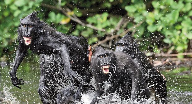 Mláďata v ohrožení: Taťka makak slyší, jak volají o pomoc, ale je mu to jedno