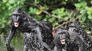 Mláďata v ohrožení: Taťka makak slyší, jak volají o pomoc, ale je mu to jedno