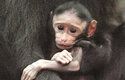 Samice makaků rodí obvykle jediné mládě, které po celý rok kojí