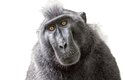 Makak chocholatý patří mezi 25 nejohroženějších primátů světa, pokud se nepodaří jeho úbytek zastavit, do roku 2050 vyhyne
