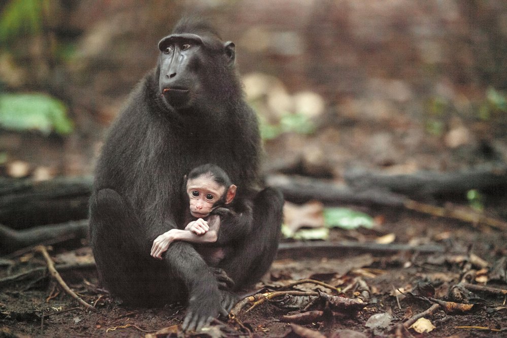 Samice makaků rodí obvykle jediné mládě, které po celý rok kojí