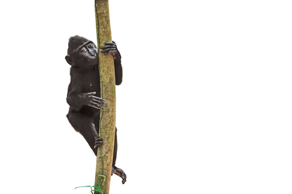 Mládě makaka dospívá ve věku tří let, mladí samečci jsou v této době z tlupy vyhnáni