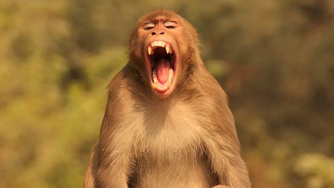 V Indii stát zaměstnává 40 lidí, kteří hrají opice, aby zahnali dotěrné posvátné makaky