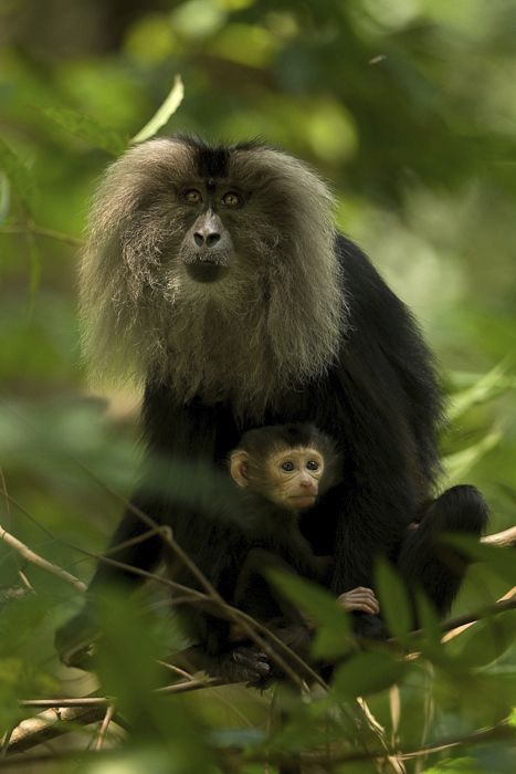 Ostravská zoo chystá nové výběhy. Dočká se i makak lví.