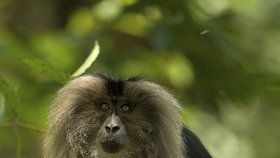 Ostravská zoo chystá nové výběhy. Dočká se i makak lví.