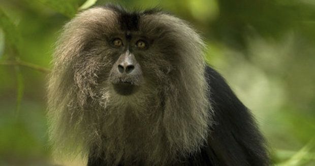 Ostravská zoo chystá nové výběhy. Dočká se i makak lví.