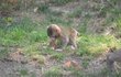 Už 68 mláďat makaků červenolících odchovali v olomoucké zoo.