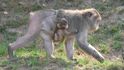 Mláďata makaků se zatím pevně drží chlupů svých maminek.