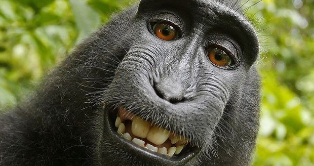 Autorská práva i opicím. Pokud si udělají selfie, mají dostat gáži
