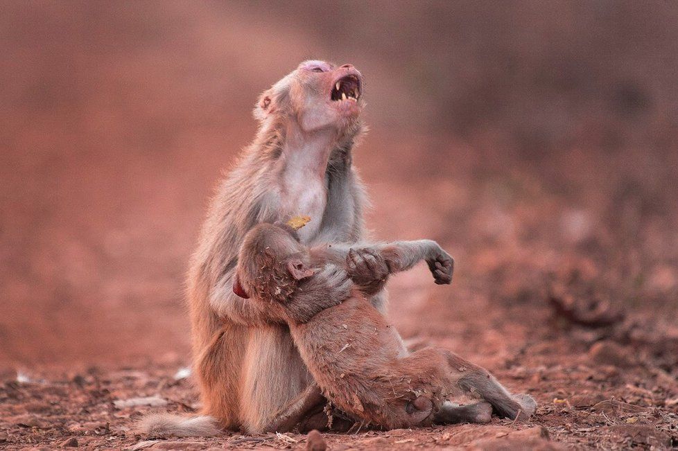 I makakové umí truchlit.