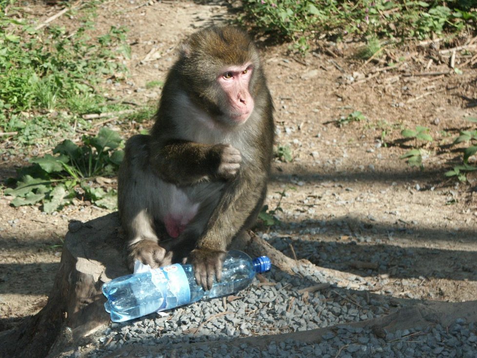 V Indii přemnožení makakové způsobují problémy.