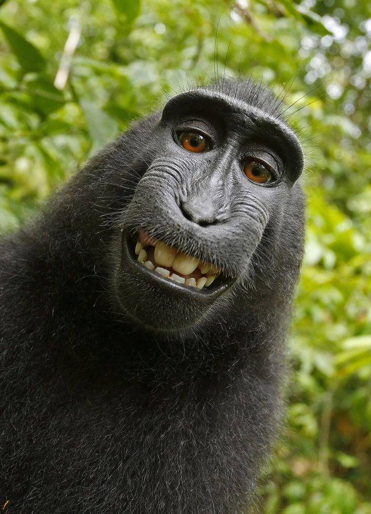 Opice nemluví, ale tenhle makak si dokázal vyfotit vlastní selfie