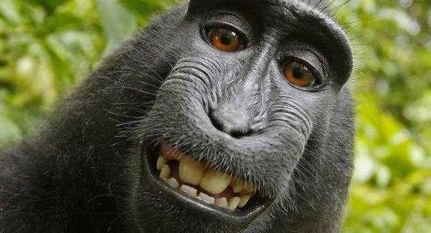 Mluvící opice: Poslechněte si skutečnou planetu opic