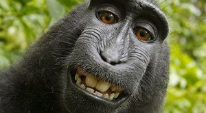 Mluvící opice: Poslechněte si skutečnou planetu opic