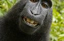 Opice nemluví, ale tenhle makak si dokázal vyfotit vlastní selfie