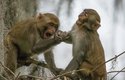 Makak rhesus (Macaca mulatta) byl jedním z prvních primátů, u kterých vědci doložili smích. Při hře typickým způsobem tiše funí