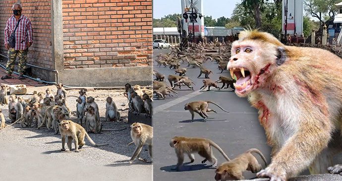 Muž se nakazil nebezpečnžm opičím herpesvirem: Vyskytuje se ve výkalech makaků