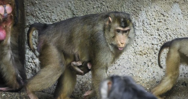 V Zoo Praha se narodilo další mládě makaka vepřího. Celou skupinu těchto primátů, které pražská zoo chová jako jediná v ČR, mohou návštěvníci pozorovat v pavilonu Indonéská džungle.