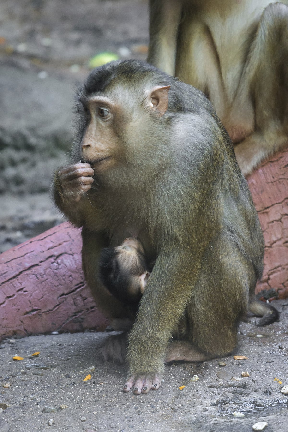 Malý makak 