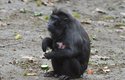 Chocholka chlupů na hlavě dala makakům chocholatým jméno