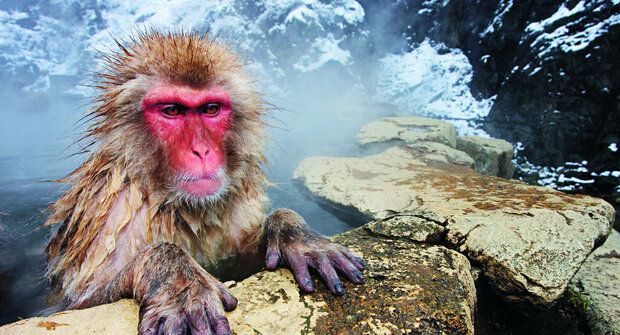 Makakové na rybách: Jak sněžné opice přežily japonskou zimu