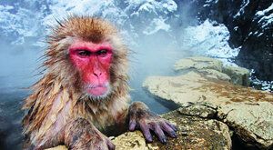 Makakové na rybách: Jak sněžné opice přežily japonskou zimu