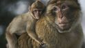 V japonském Jamaguči makakové napadají lidi