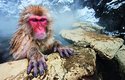 Vedle člověka jsou makakové červenolící jediným druhem primáta, který je schopen přežít drsné prostředí japonských ostrovů
