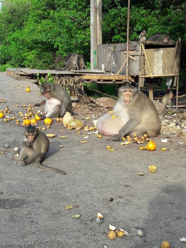 V Indii přemnožení makakové způsobují problémy.