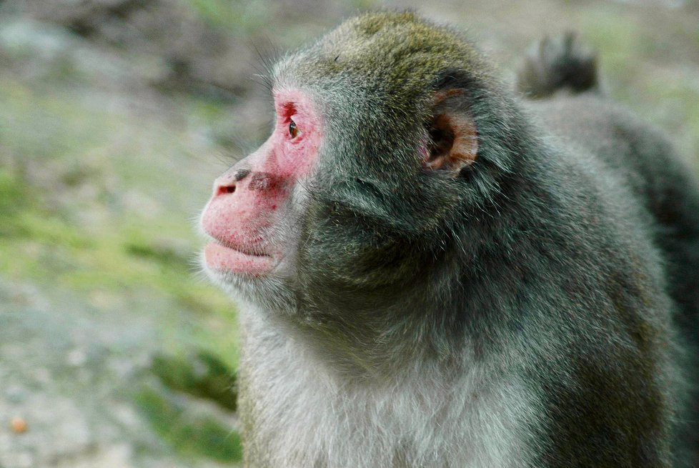 Šimpi jako každý makak červenolící je extrémně vychytralou opicí.