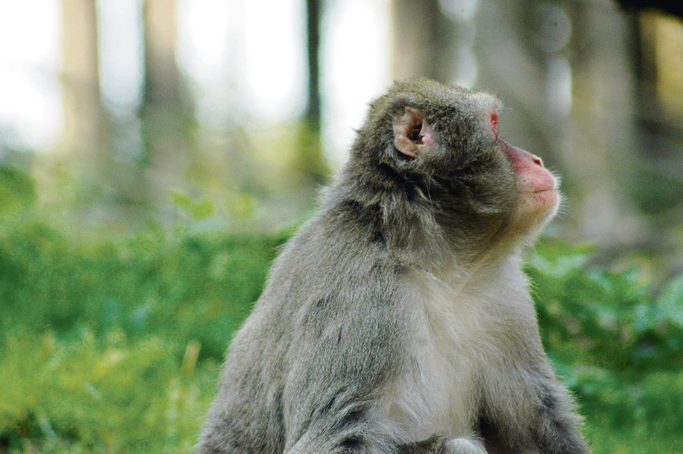 Indii trápí přemnožení makakové.