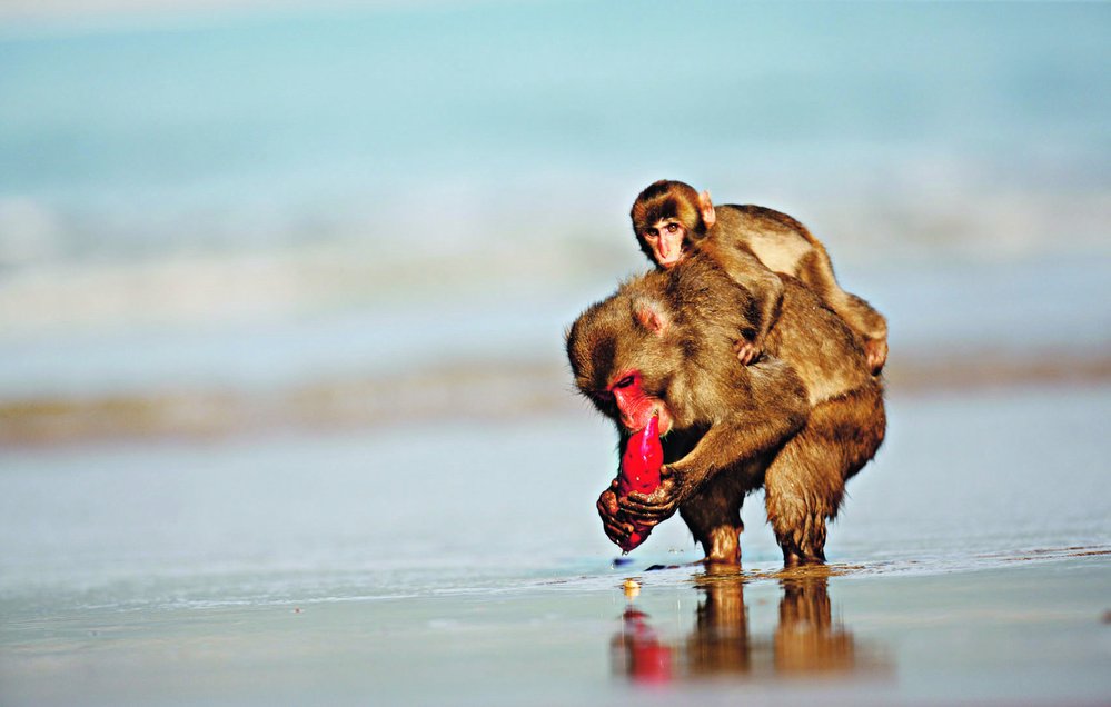 Jedna samice makaka si hlízu nejprve omyla ve vodÊ od hlíny, a pak teprve ji zaÊala poÊírat