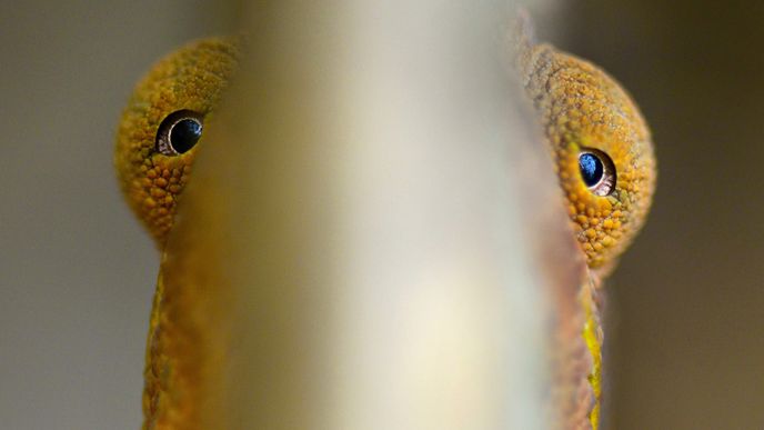 Chameleon pardálí z Réunionu se před fotografickými snahami skrývá za větvičkou pralesního stromu a doufá, že ho nevidím.