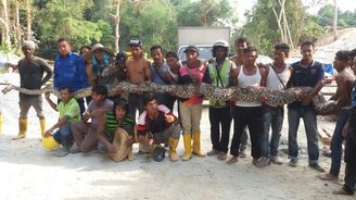 V Malajsii odchytli asi nejdelšího hada na světě. Má prý 8 metrů a čtvrt tuny