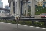 Po dálnici v Malajsii se proháněl pštros: Utekl majiteli z auta
