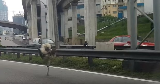 Po dálnici v Malajsii se proháněl pštros: Utekl majiteli z auta