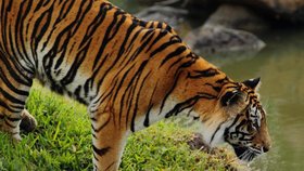 Malajsijce před 90-kilovým tygrem zachránila jeho manželka. Ta se vyzbrojila jen dřevěnou naběračkou.