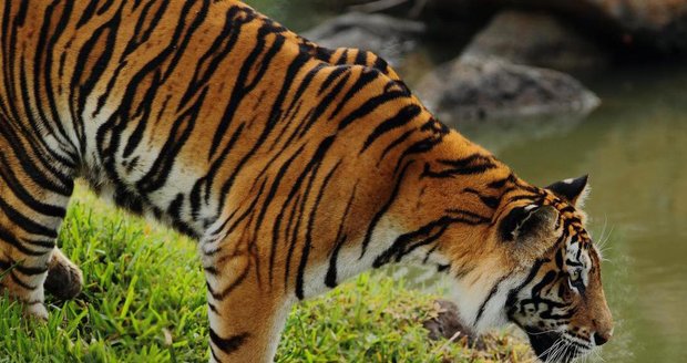 Malajsijce před 90-kilovým tygrem zachránila jeho manželka. Ta se vyzbrojila jen dřevěnou naběračkou.