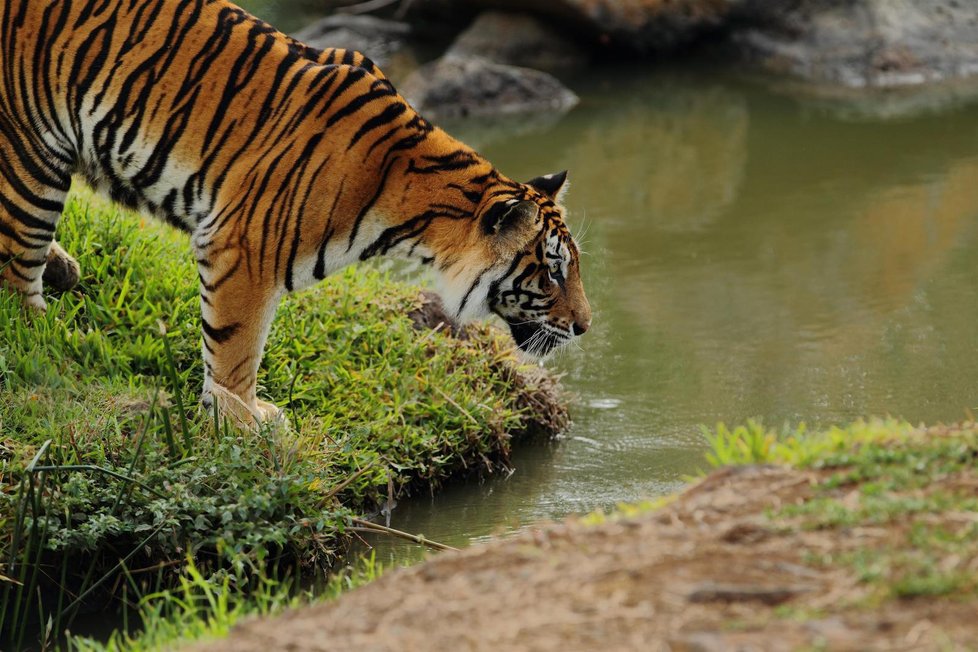 Počet tygrů se poprvé po sto letech zvýšil.