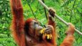 Na Borneu je jen málo míst, kde můžete pozorovat ve volné přírodě orangutany. Jedno z nejlepších je Semenggoh.